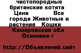 чистопородные британские котята › Цена ­ 10 000 - Все города Животные и растения » Кошки   . Кемеровская обл.,Осинники г.